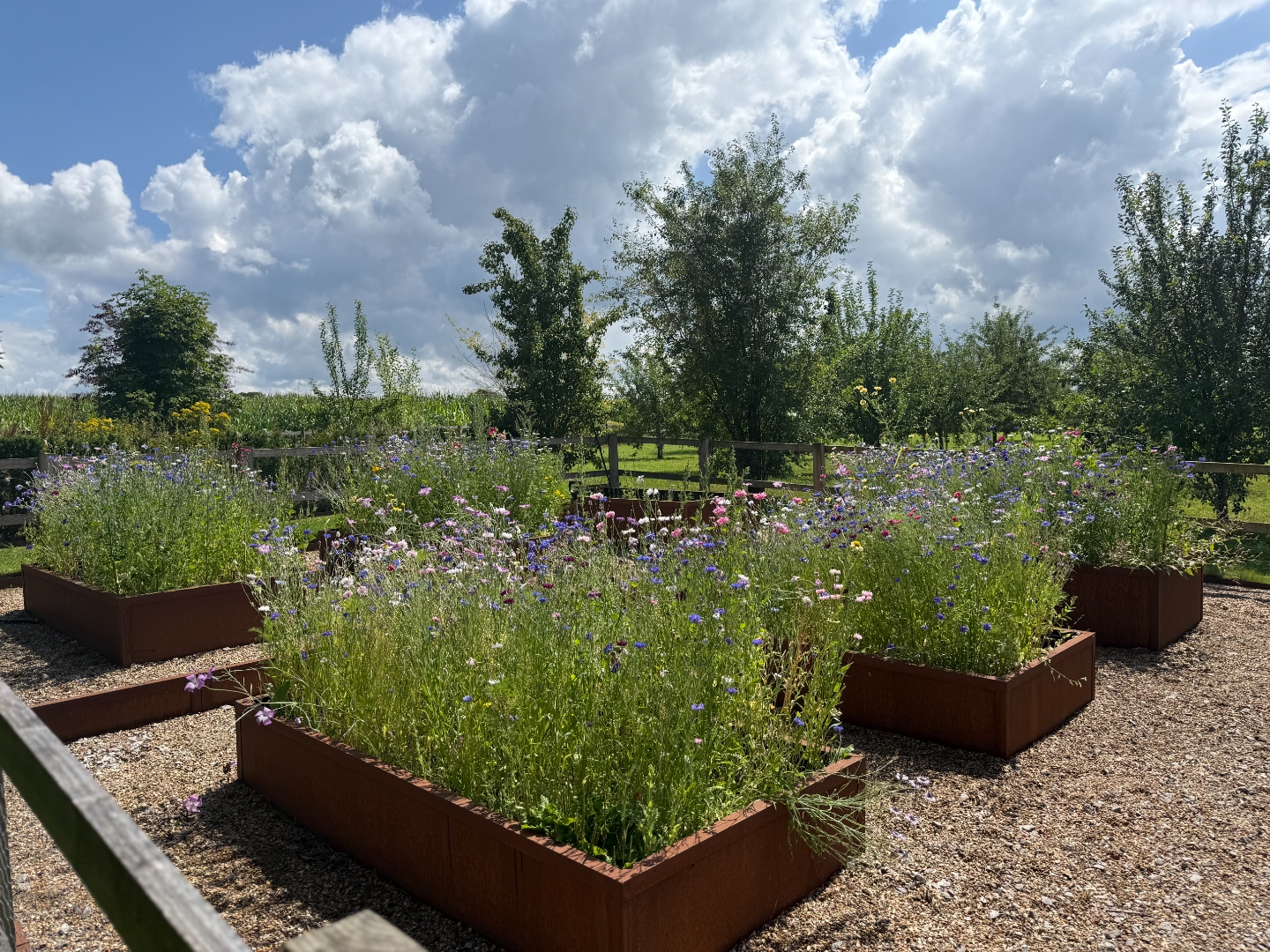 Corten raised beds bursting with wildflowers and cornflowers