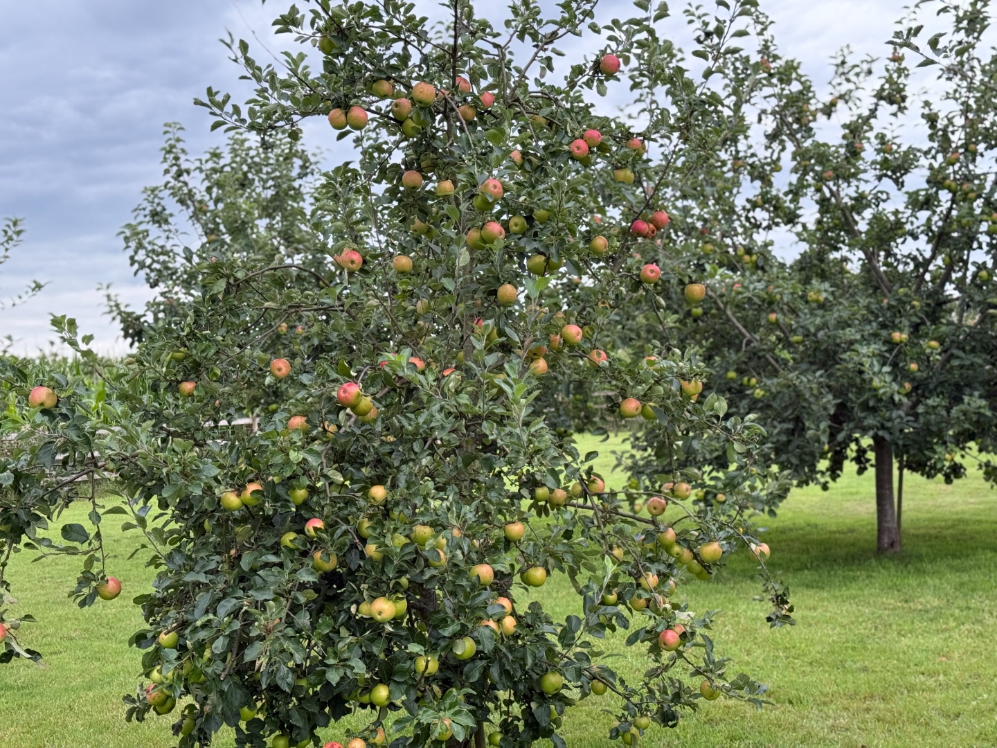 Apple orchard laden with fruit in late summer