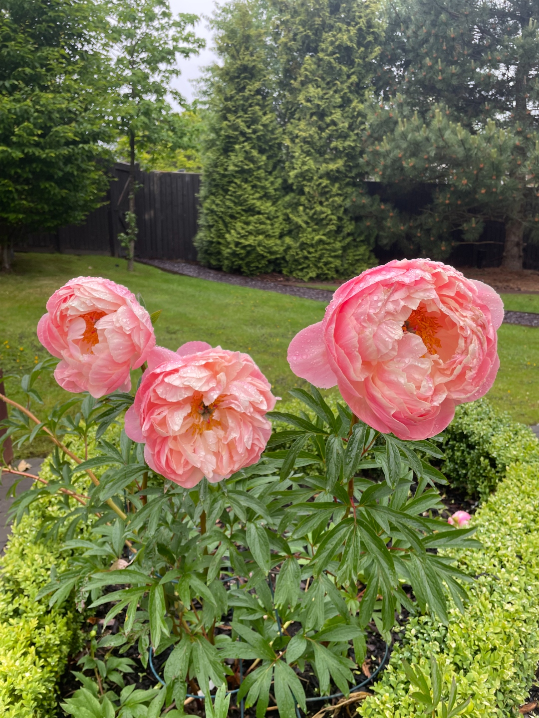 Pink peonies in bloom with box hedging