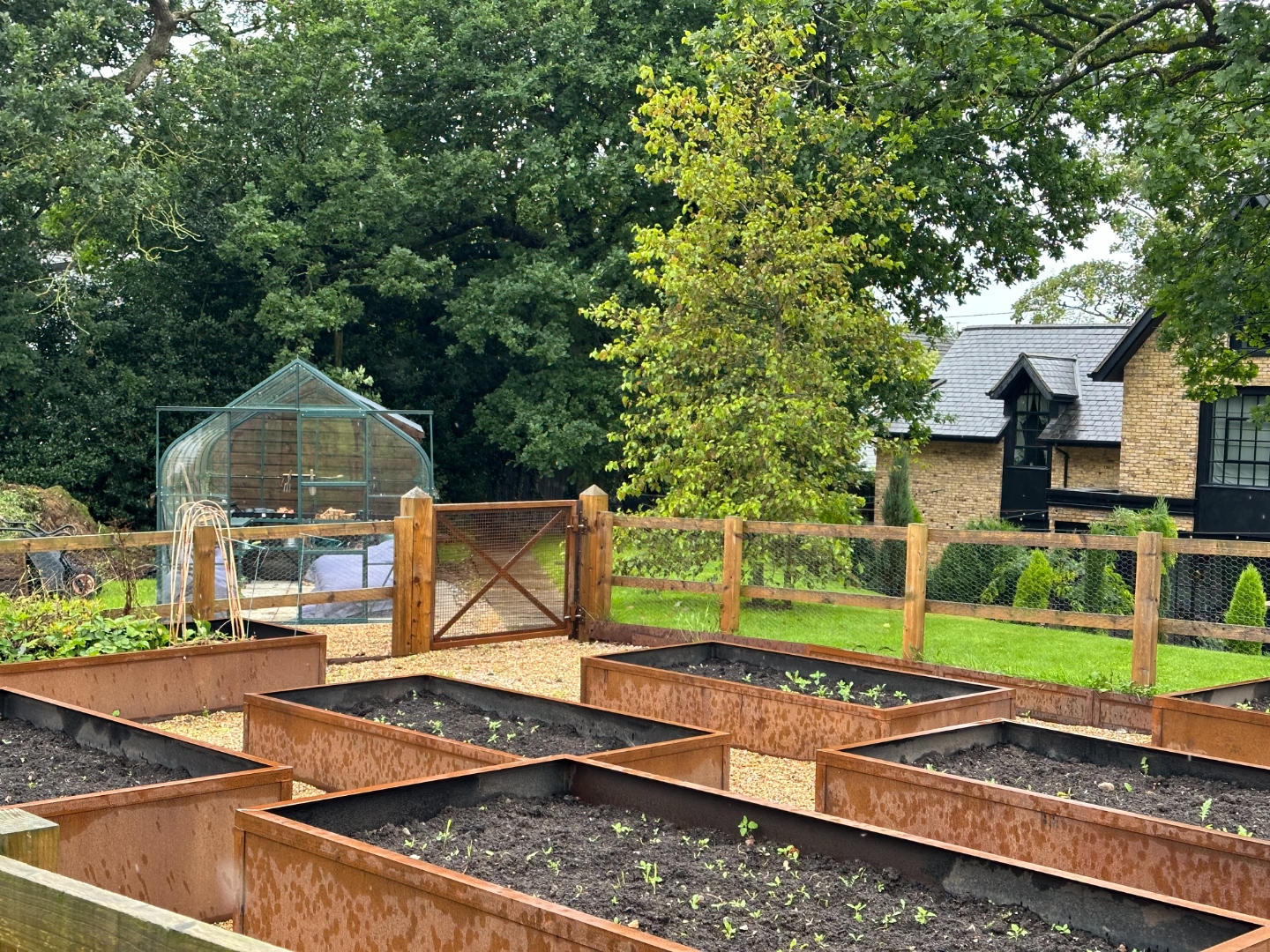 Corten steel raised beds, greenhouse and house in background