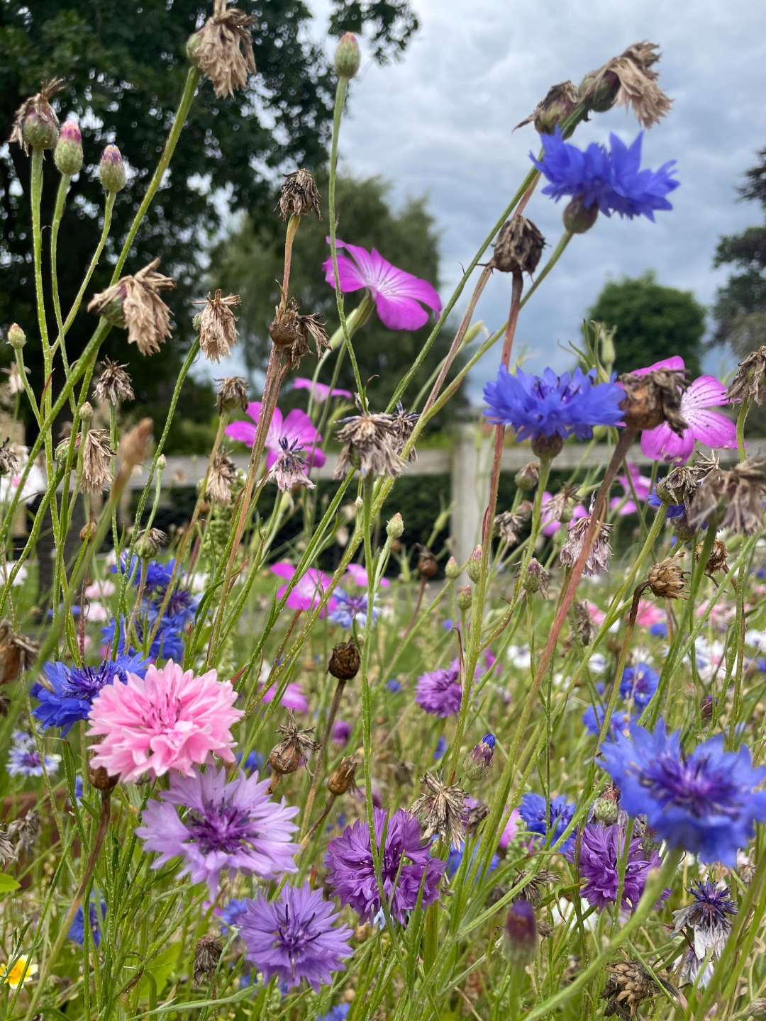 Wildflower meadow with cornflowers, campion and cosmos